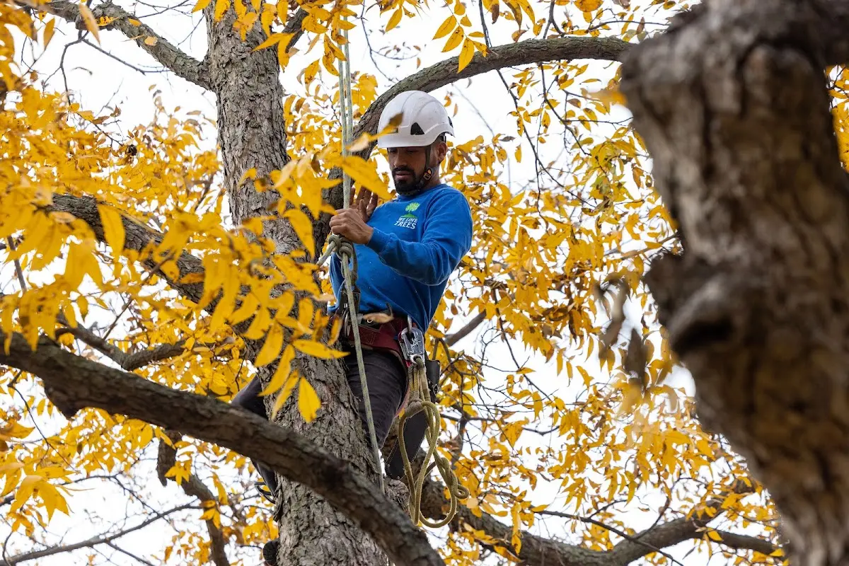 Skilled Tree Trimming crew working in Nashville