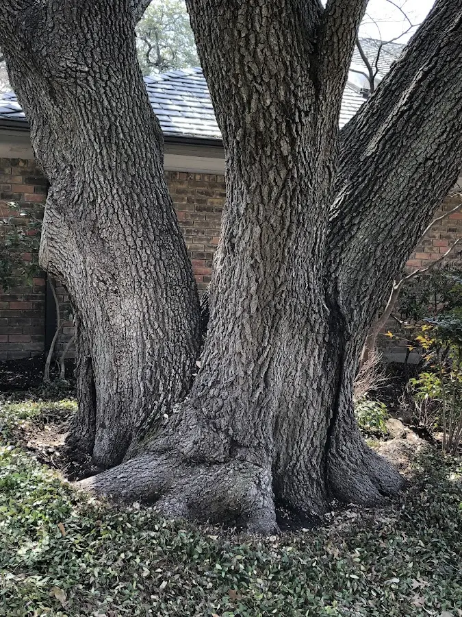 Mature heritage tree close to a Nashville property cared for by certified arborists